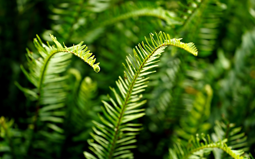 Fern branches and leaves  from Chrome web store to be run with OffiDocs Chromium online