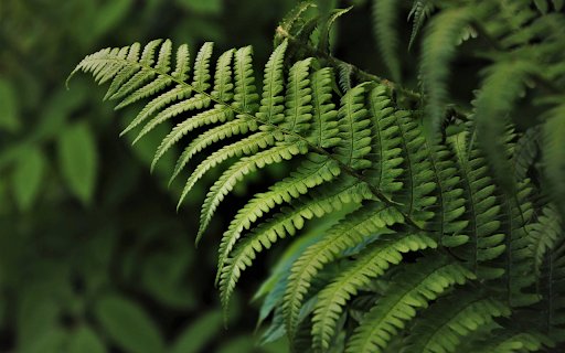 Fern leaves  from Chrome web store to be run with OffiDocs Chromium online