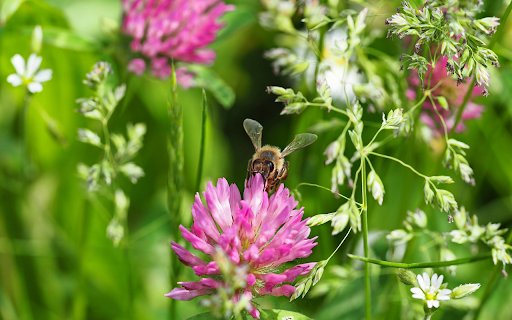 Festival of bees  from Chrome web store to be run with OffiDocs Chromium online