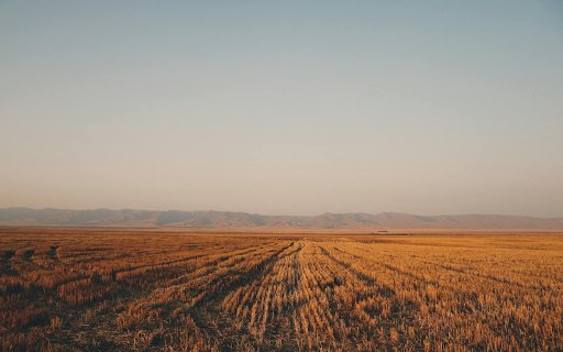 Field after harvest  from Chrome web store to be run with OffiDocs Chromium online