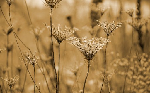 Field of dried flowers and grass  from Chrome web store to be run with OffiDocs Chromium online