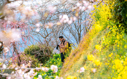 Field of Flowers and Photography  from Chrome web store to be run with OffiDocs Chromium online