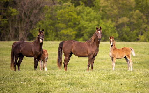 Field of Horses  from Chrome web store to be run with OffiDocs Chromium online
