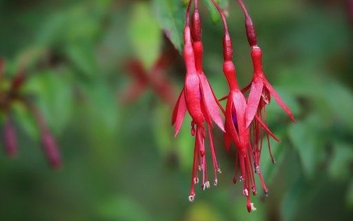 Fiery crimson flowers  from Chrome web store to be run with OffiDocs Chromium online