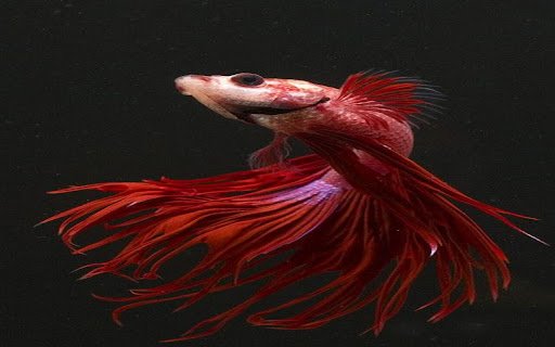 fighting fish wallpaper  from Chrome web store to be run with OffiDocs Chromium online