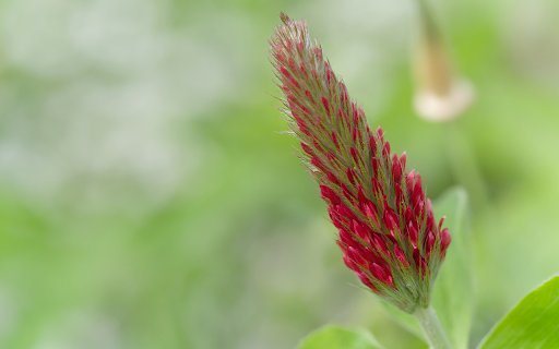 Finger Flower  from Chrome web store to be run with OffiDocs Chromium online