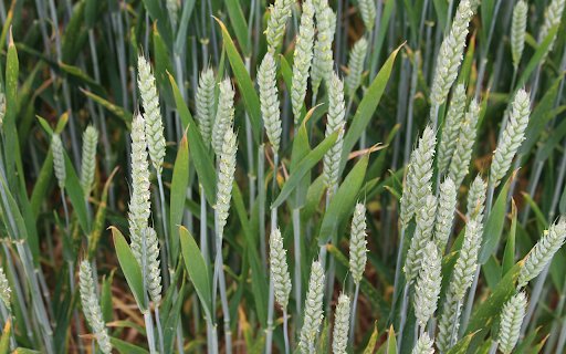 Finger grass flowers  from Chrome web store to be run with OffiDocs Chromium online