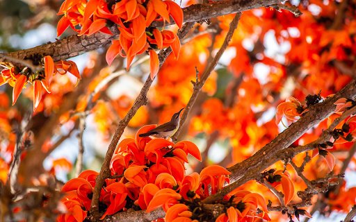 Fire Tree  from Chrome web store to be run with OffiDocs Chromium online