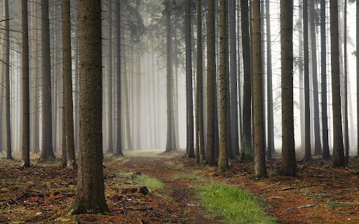 Firewood in the forest  from Chrome web store to be run with OffiDocs Chromium online