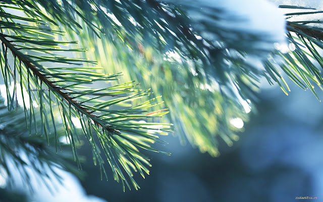 Fir tree  from Chrome web store to be run with OffiDocs Chromium online