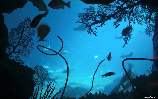 Fish  from Chrome web store to be run with OffiDocs Chromium online