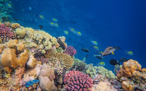 Fish on Seabed with Coral Reef  from Chrome web store to be run with OffiDocs Chromium online