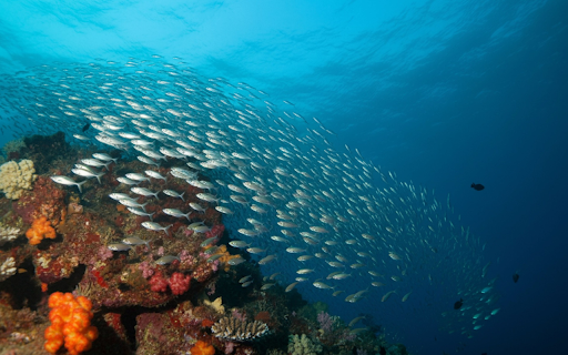 Fish swim in schools  from Chrome web store to be run with OffiDocs Chromium online