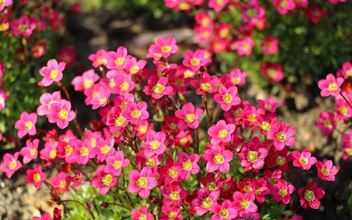 Five petaled flower  from Chrome web store to be run with OffiDocs Chromium online