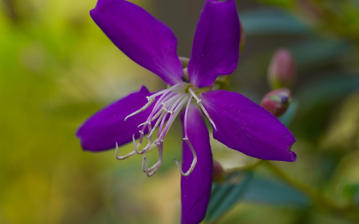 Five petal purple flower from Chrome web store to be run with OffiDocs Chromium online Five petal purple flower from Chrome web store to be run with OffiDocs Chromium online
