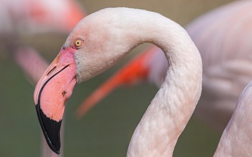 FLAMINGO Theme from Chrome web store to be run with OffiDocs Chromium online FLAMINGO Theme from Chrome web store to be run with OffiDocs Chromium online