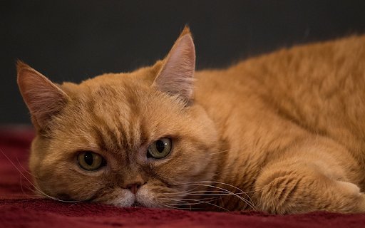 Flat nosed cat  from Chrome web store to be run with OffiDocs Chromium online
