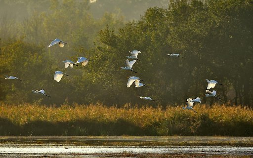 Flight Over Wetlands from Chrome web store to be run with OffiDocs Chromium online Flight Over Wetlands from Chrome web store to be run with OffiDocs Chromium online