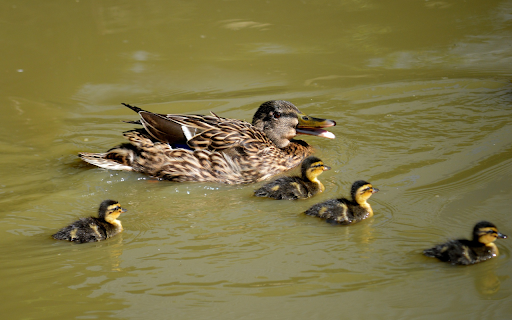 Flock of Brown Ducks  from Chrome web store to be run with OffiDocs Chromium online