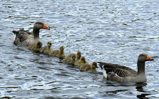 flock of geese under the lake  from Chrome web store to be run with OffiDocs Chromium online