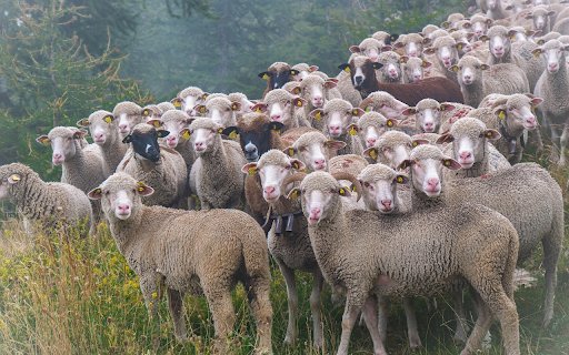 Flock of lambs  from Chrome web store to be run with OffiDocs Chromium online