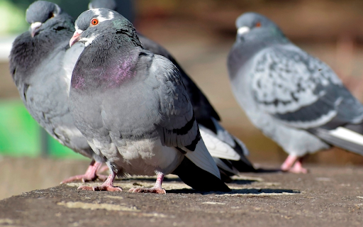 Flock of Pigeons and Bright Eyes  from Chrome web store to be run with OffiDocs Chromium online