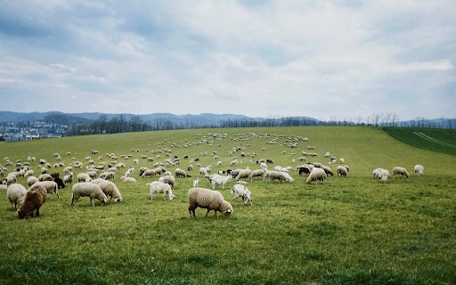Flock of Sheep Full of Grass  from Chrome web store to be run with OffiDocs Chromium online