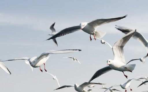 Flock of wide winged birds from Chrome web store to be run with OffiDocs Chromium online Flock of wide winged birds from Chrome web store to be run with OffiDocs Chromium online