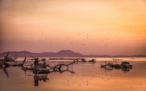 Flooded wood  from Chrome web store to be run with OffiDocs Chromium online