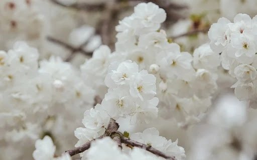 FLOWER 1 Theme  from Chrome web store to be run with OffiDocs Chromium online