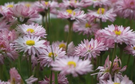 FLOWER 4 Theme  from Chrome web store to be run with OffiDocs Chromium online