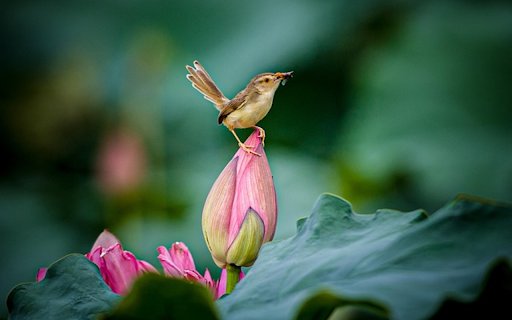 FLOWER AND BIRD Theme  from Chrome web store to be run with OffiDocs Chromium online