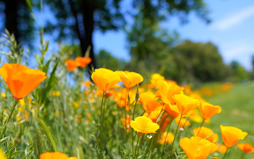 flower bed on the side of the road  from Chrome web store to be run with OffiDocs Chromium online