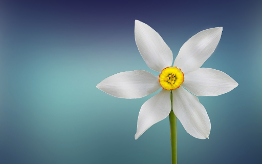 Flower behind the petals  from Chrome web store to be run with OffiDocs Chromium online