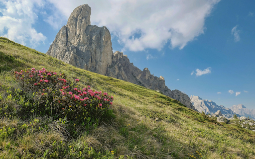 Flower cluster on the mountain  from Chrome web store to be run with OffiDocs Chromium online