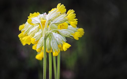 Floweret from Chrome web store to be run with OffiDocs Chromium online Floweret from Chrome web store to be run with OffiDocs Chromium online