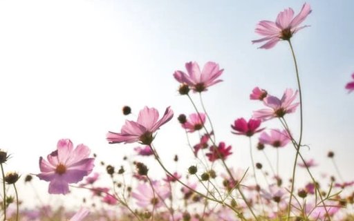 Flower field  from Chrome web store to be run with OffiDocs Chromium online