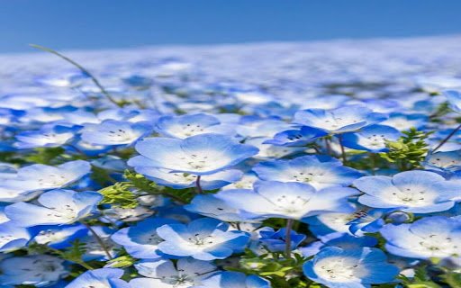 flower field wallpaper  from Chrome web store to be run with OffiDocs Chromium online