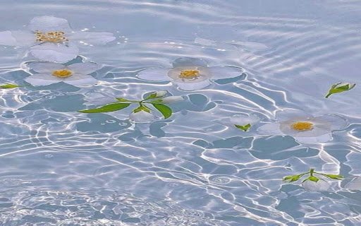 flower floating on water wallpaper from Chrome web store to be run with OffiDocs Chromium online flower floating on water wallpaper from Chrome web store to be run with OffiDocs Chromium online