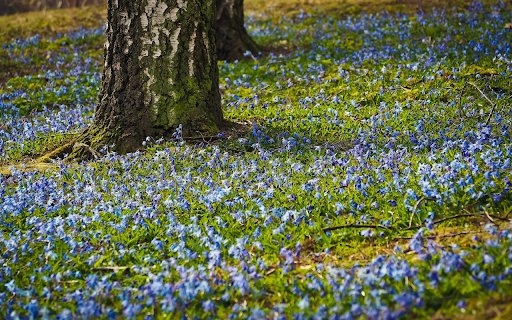 Flower garden under the trees  from Chrome web store to be run with OffiDocs Chromium online