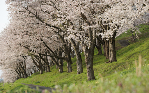 Flower Hill  from Chrome web store to be run with OffiDocs Chromium online