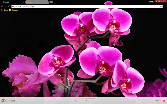 Flower Orchid Pink ze sklepu internetowego Chrome, który można uruchomić w trybie online OffiDocs Chromium