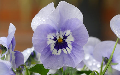 flowers from Chrome web store to be run with OffiDocs Chromium online flowers from Chrome web store to be run with OffiDocs Chromium online