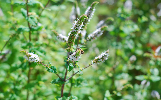 Flowers and butterflies  from Chrome web store to be run with OffiDocs Chromium online Flowers and butterflies  from Chrome web store to be run with OffiDocs Chromium online