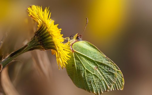 Flowers and butterflies leaves  from Chrome web store to be run with OffiDocs Chromium online