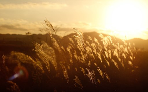 flowers and grass in the sun  from Chrome web store to be run with OffiDocs Chromium online