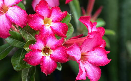 Flowers and water  from Chrome web store to be run with OffiDocs Chromium online