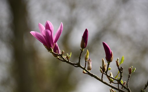 Flowers and young leaves  from Chrome web store to be run with OffiDocs Chromium online