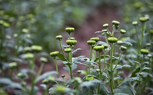 Flowers are about to bloom  from Chrome web store to be run with OffiDocs Chromium online