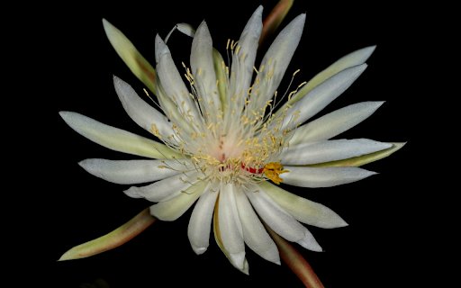 Flowers bloom at night  from Chrome web store to be run with OffiDocs Chromium online